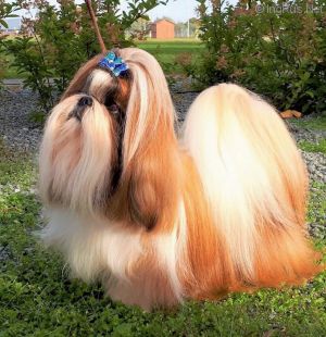 Dog Photo