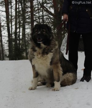 Dog Photo