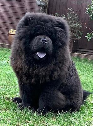 Dog Photo