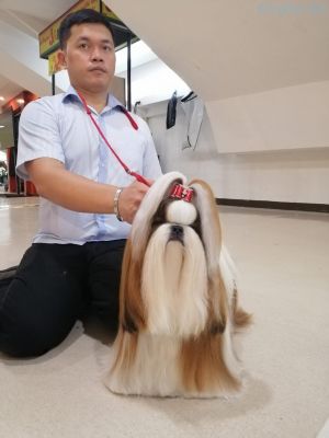 Dog Photo