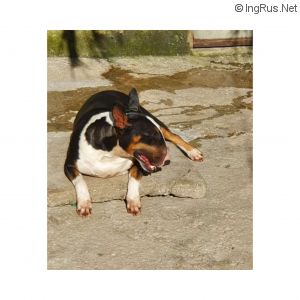 Dog Photo