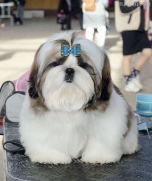 Dog Photo