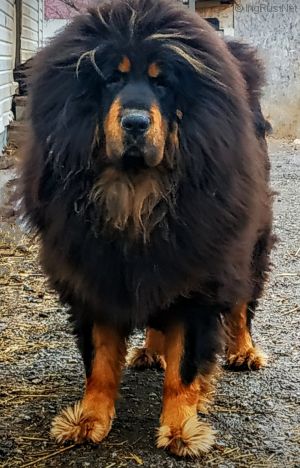 Dog Photo