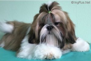 Dog Photo