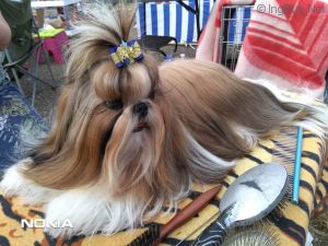 Dog Photo