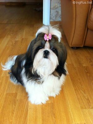 Dog Photo