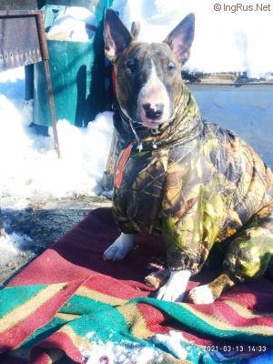 Dog Photo