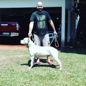 Dog Photo