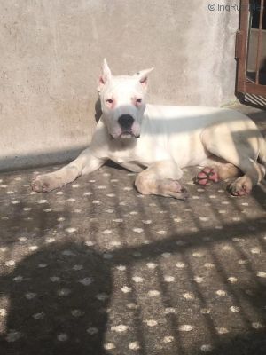 Dog Photo