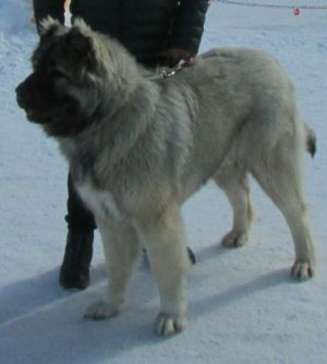 Dog Photo
