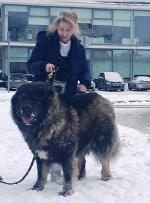 Dog Photo