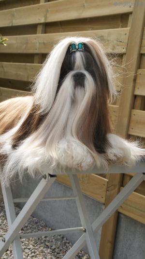 Dog Photo