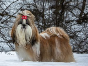 Dog Photo