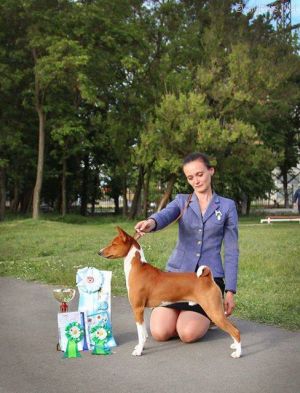 Dog Photo