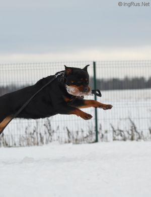 Dog Photo
