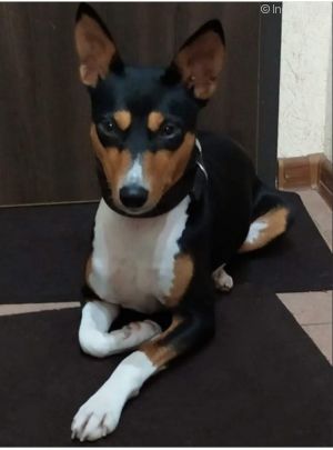 Dog Photo