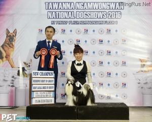Dog Photo
