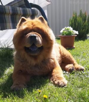 Dog Photo
