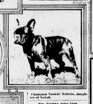 Dog Photo