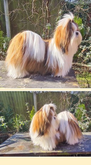 Dog Photo