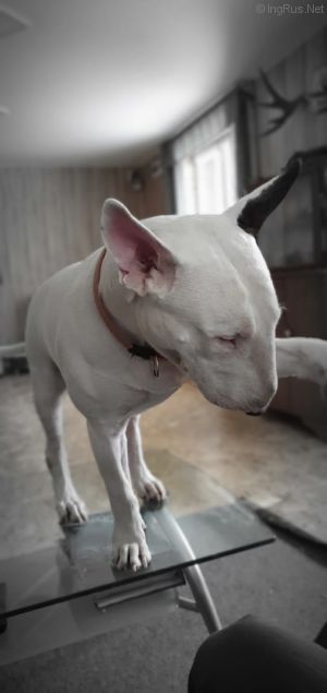 Dog Photo