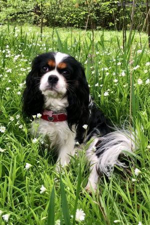 Dog Photo