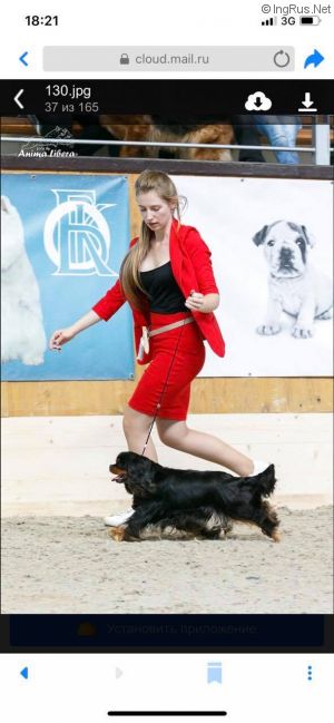 Dog Photo