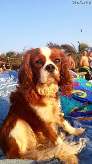 Dog Photo
