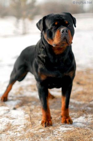 Dog Photo