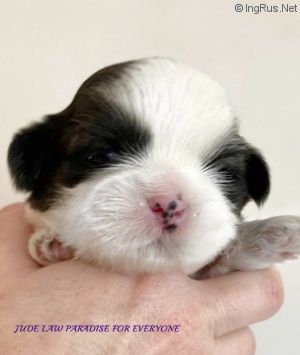 JUDE LAW PARADISE FOR EVERYONE