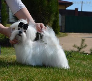 Dog Photo