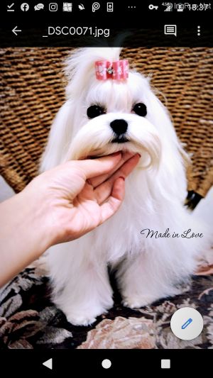 Dog Photo