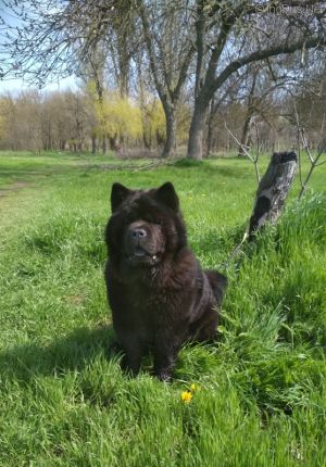 Dog Photo