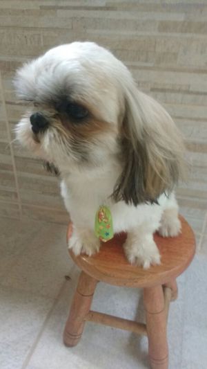 Dog Photo