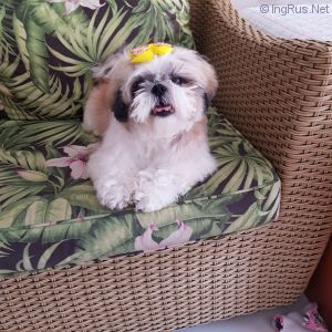 Dog Photo