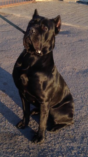 Dog Photo