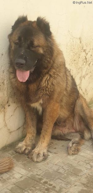 Dog Photo