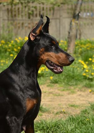 Dog Photo
