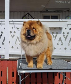 Dog Photo
