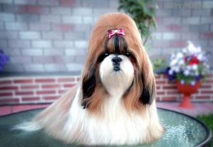 Dog Photo