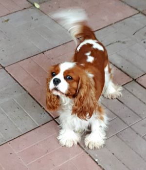 Dog Photo