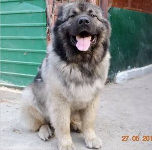 Dog Photo
