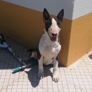 Dog Photo