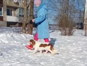 Dog Photo