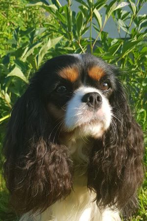 Dog Photo