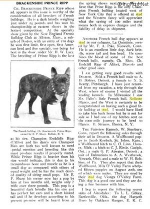 Dog Photo