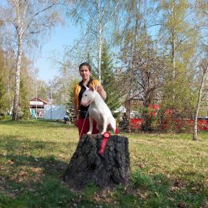 Dog Photo