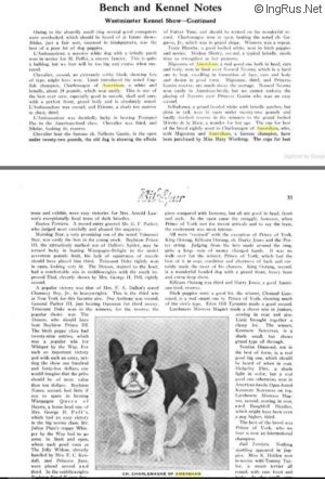 Dog Photo