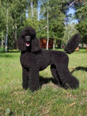 Dog Photo