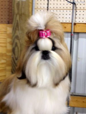 Dog Photo